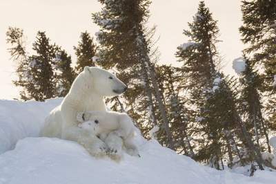 Фотограф ночевал у берлоги ради снимков полярных медведей. Фото