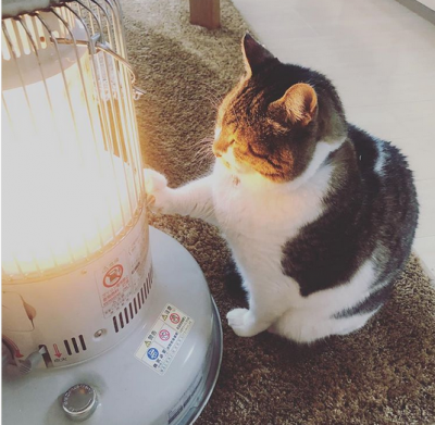 Тянущийся к теплу кот покорил Instagram