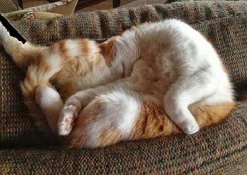 Курьезные снимки кошек, которые делают странные вещи (ФОТО) Курьезные снимки кошек, которые делают странные вещи (ФОТО)
