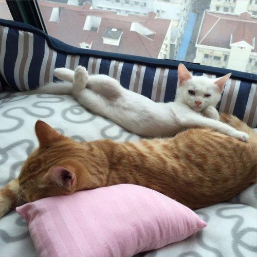 Курьезные снимки кошек, которые делают странные вещи (ФОТО) Курьезные снимки кошек, которые делают странные вещи (ФОТО)
