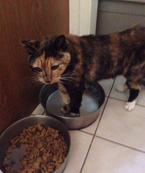 Курьезные снимки кошек, которые делают странные вещи (ФОТО) Курьезные снимки кошек, которые делают странные вещи (ФОТО)