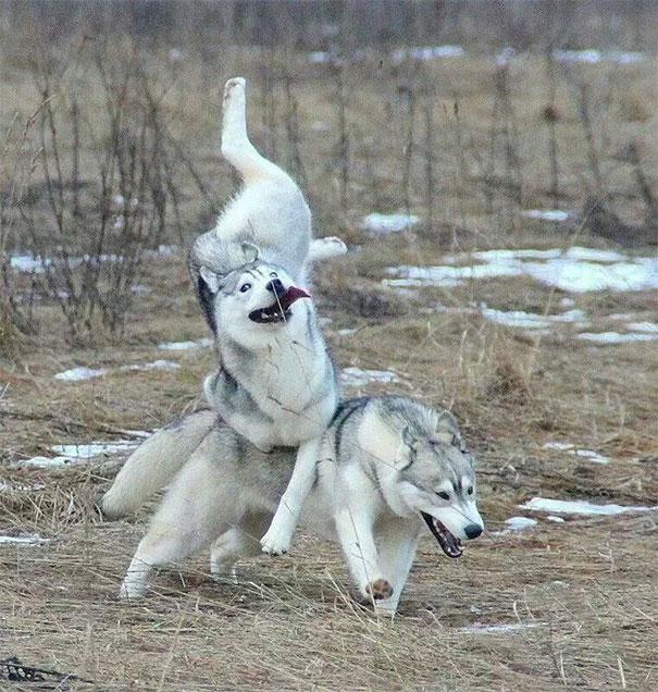 10 поводов посмеяться над собаками, попавшими впросак (ФОТО)