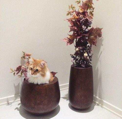 Курьезные снимки кошек, которым комфортно везде (ФОТО) Курьезные снимки кошек, которым комфортно везде (ФОТО)