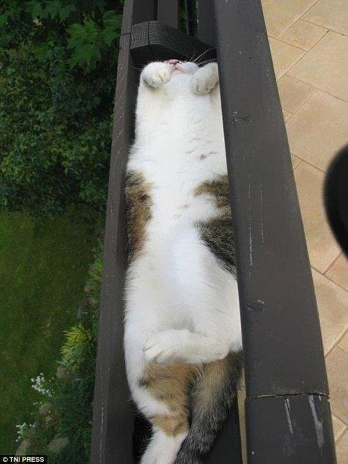 Курьезные снимки кошек, которым комфортно везде (ФОТО) Курьезные снимки кошек, которым комфортно везде (ФОТО)