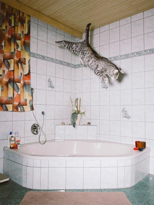 Курьезные снимки кошачьих, сфотографированных во время эпичных прыжков (ФОТО) Курьезные снимки кошачьих, сфотографированных во время эпичных прыжков (ФОТО)