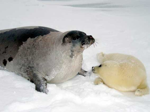 Тюленей в Канаде вскоре может не стать: за два года погибли почти все их детёныши из-за таяния льдов 