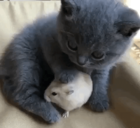 Животные, которые возродят в вас веру в любовь с первого взгляда. ФОТО Животные, которые возродят в вас веру в любовь с первого взгляда. ФОТО