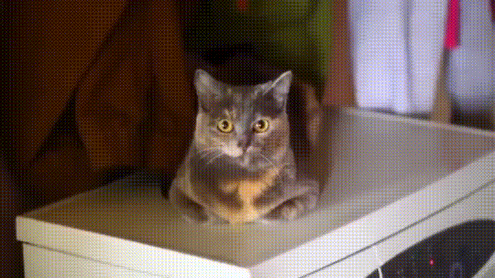 У животных тоже бывают фотографии, которые они захотели бы срочно удалить. ФОТО У животных тоже бывают фотографии, которые они захотели бы срочно удалить. ФОТО