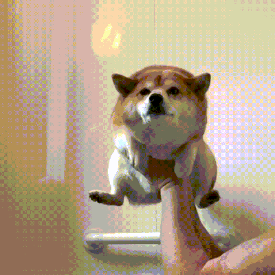 У животных тоже бывают фотографии, которые они захотели бы срочно удалить. ФОТО У животных тоже бывают фотографии, которые они захотели бы срочно удалить. ФОТО