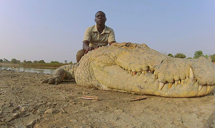 Священные крокодилы из Буркина-Фасо рядом с детьми