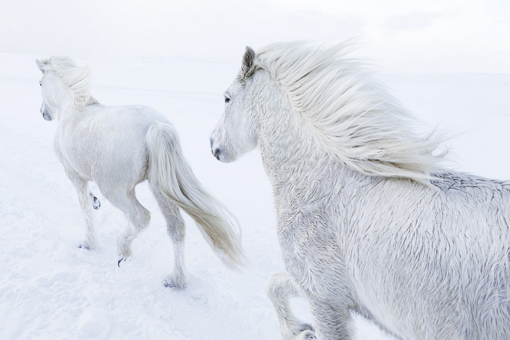 Лошади на фоне эпических исландских пейзажей