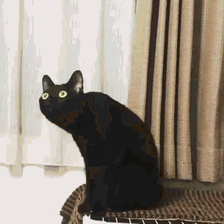 Собаки и кошки, повышающие уровень гормона радости в организме. ФОТО Собаки и кошки, повышающие уровень гормона радости в организме. ФОТО