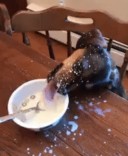 20+ домашних животных, которых застукали на месте преступления 20+ домашних животных, которых застукали на месте преступления