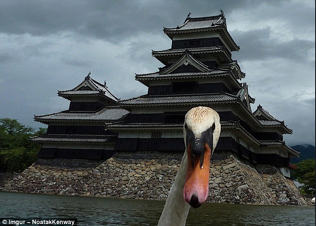 Самые смешные фотобомбы на снимках из отпуска. ФОТО Самые смешные фотобомбы на снимках из отпуска. ФОТО