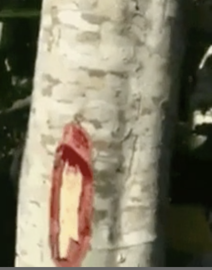 Пощекотать себе нервы: опубликованы 15 зловещих снимков природы Пощекотать себе нервы: опубликованы 15 зловещих снимков природы