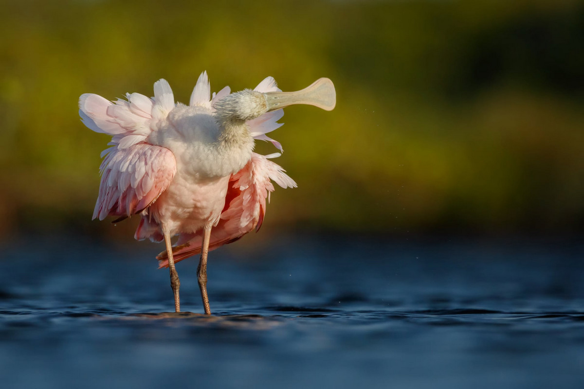 Лучшие работы с конкурса «Bird Photographer of the Year» Лучшие работы с конкурса «Bird Photographer of the Year»