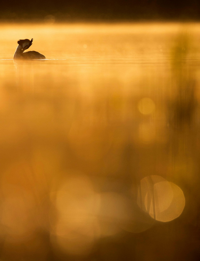 Лучшие работы с конкурса «Bird Photographer of the Year» Лучшие работы с конкурса «Bird Photographer of the Year»