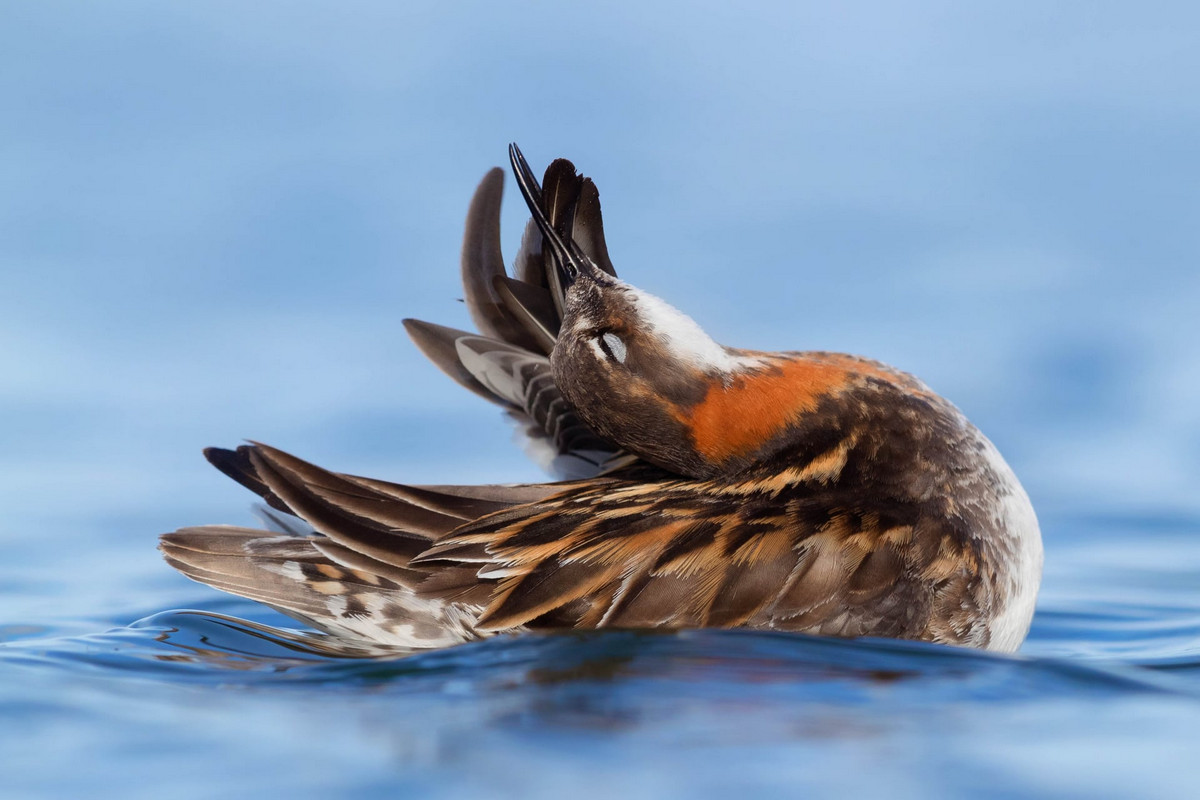 Лучшие работы с конкурса «Bird Photographer of the Year» Лучшие работы с конкурса «Bird Photographer of the Year»