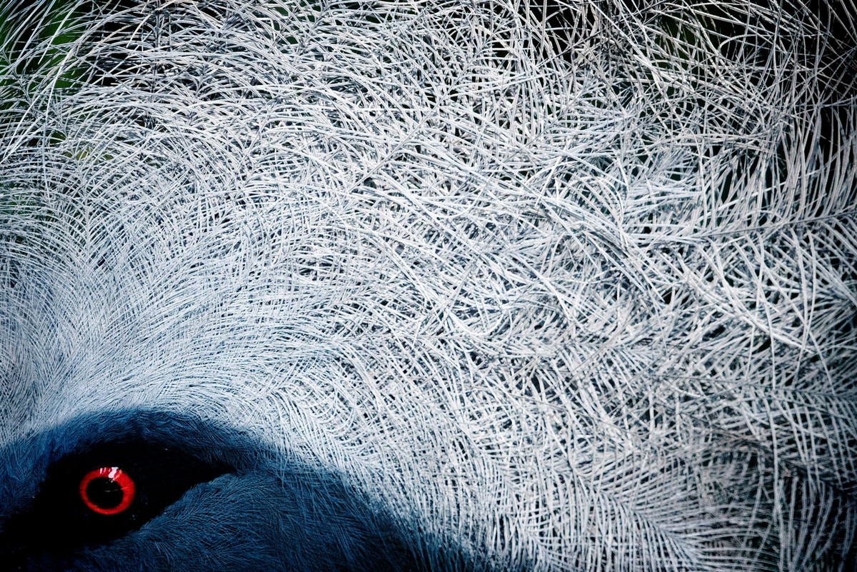Лучшие работы с конкурса «Bird Photographer of the Year» Лучшие работы с конкурса «Bird Photographer of the Year»