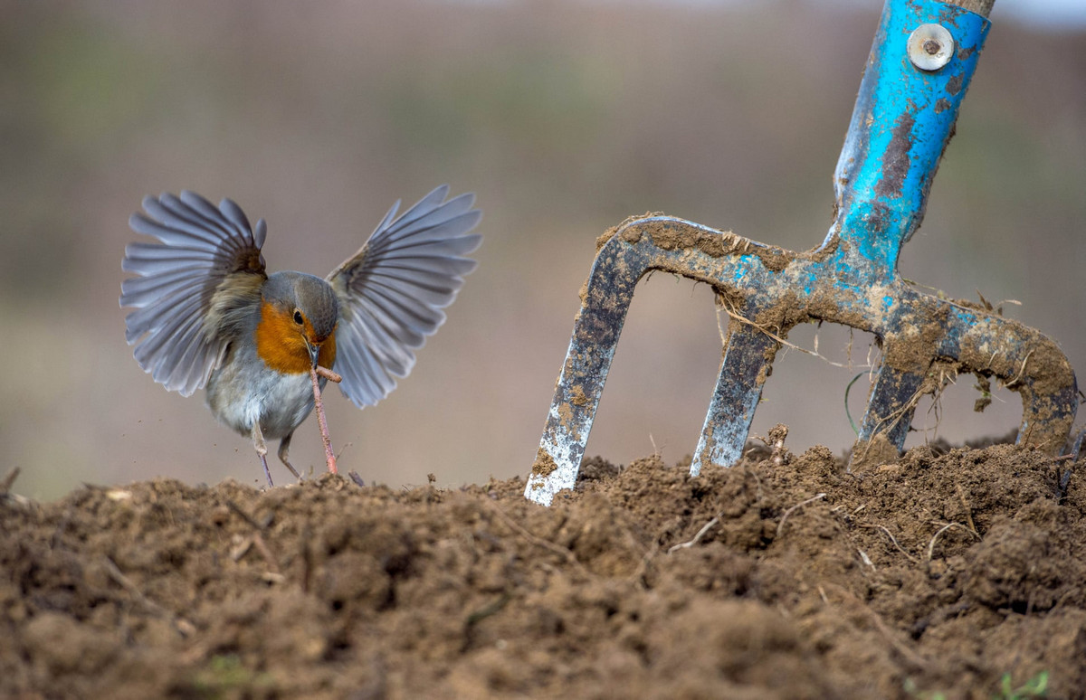 Лучшие работы с конкурса «Bird Photographer of the Year» Лучшие работы с конкурса «Bird Photographer of the Year»