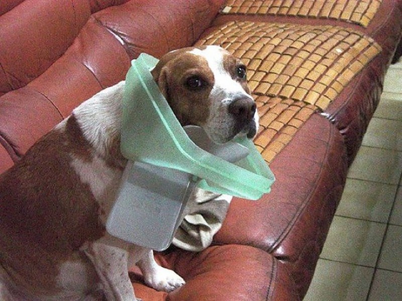 Животные, пойманные на месте преступления и утверждающие, что это не то, чем кажется Животные, пойманные на месте преступления и утверждающие, что это не то, чем кажется