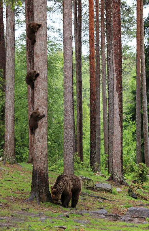 Жюри конкурса самых смешных фото диких животных отобрало финалистов - фотогалерея 