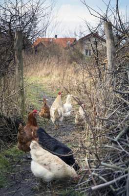 Виртуальная прогулка по уникальной эко-деревне в Дании. Фото	