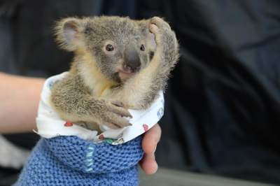 Минутка доброты: детеныш коалы не отходил от мамы, пока ее оперировали. Фото
