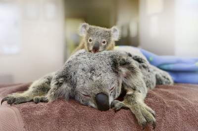 Минутка доброты: детеныш коалы не отходил от мамы, пока ее оперировали. Фото