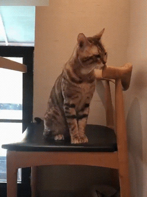 Коты, у которых была всего секунда, чтобы прославиться. И они смогли. ФОТО Коты, у которых была всего секунда, чтобы прославиться. И они смогли. ФОТО