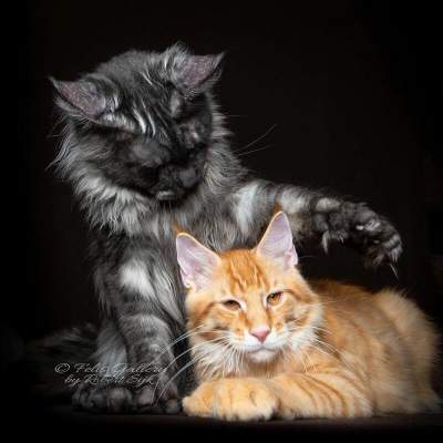 Величественные кошки породы мейн-кун. Фото