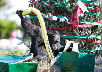 Как животные из зоопарков открывали новогодние подарки. Фото
