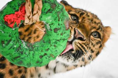 Как животные из зоопарков открывали новогодние подарки. Фото