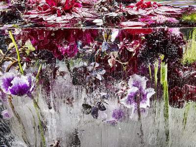 Замороженные цветы в ярком фотопроекте. Фото