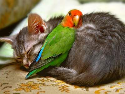 Умилительные снимки спящих животных. Фото