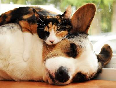 Умилительные снимки спящих животных. Фото