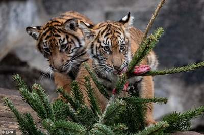В берлинском зоопарке животные лакомились елками. Фото