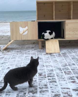 В Одессе построили зимние домики для котов. Фото 