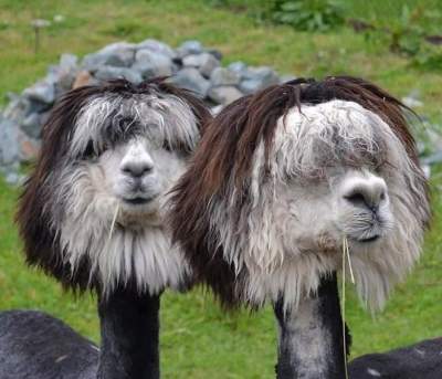 Потешные альпаки, которых отвели к парикмахеру