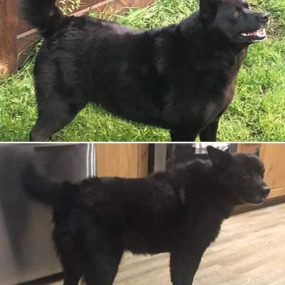 До и после: счастливые собаки, сбросившие лишний вес. Фото