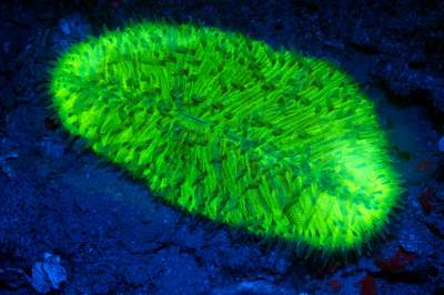 Светящиеся морские обитатели в ярких снимках. Фото