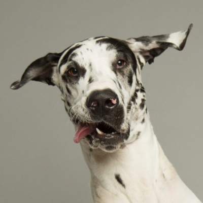 Харизматичные собаки в портретах канадского фотографа. Фото