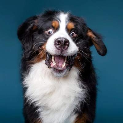 Харизматичные собаки в портретах канадского фотографа. Фото
