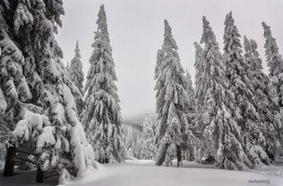Зимние Карпаты в волшебных пейзажах. Фото