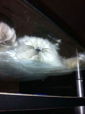 Новый флешмоб: котов фотографируют на стеклянных столах