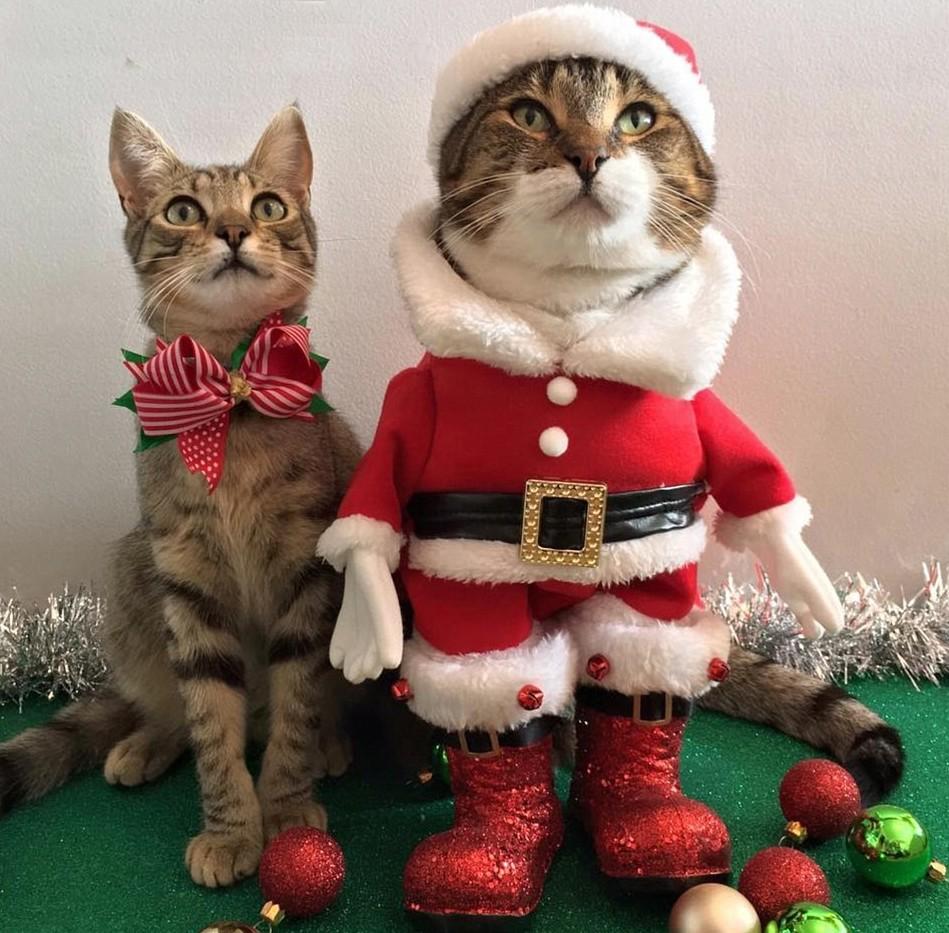 Праздничные коты в ожидании Нового года! (ФОТО)