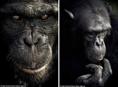 Проникновенные портреты самых умных животных на Земле. Фото
