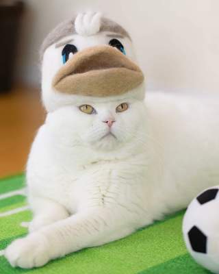 Японец одел котов в шляпы из их собственной шерсти. Фото