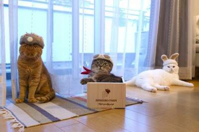 Японец одел котов в шляпы из их собственной шерсти. Фото