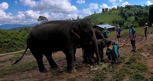 Общительный слоненок не позволил туристам сделать селфи